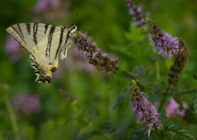 Bourgogne – Frankrijk